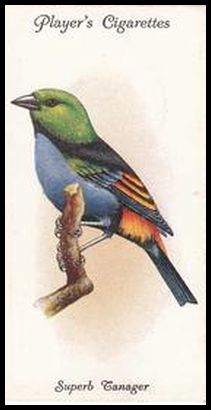 36 Superb Tanager